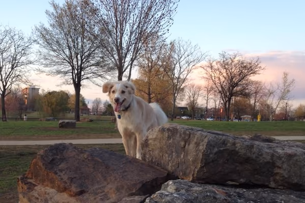 Paws Park at Murray Park photo 2